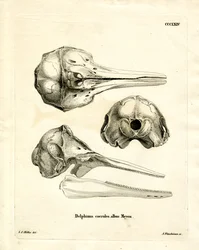 Cráneo de Delfín Rayado