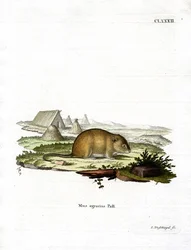 Ratón de campo rayado