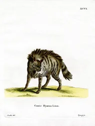 Hiena Rayada