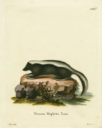 Mofeta rayada