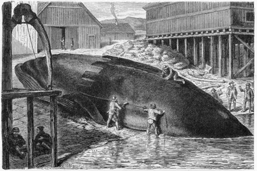 Desollando grasa de una ballena en Finlandia, 1893