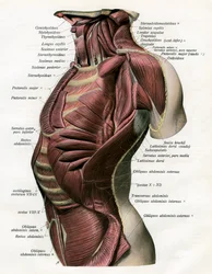 Estudio de los músculos del torso y cuello humano