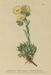 Siempreviva del sol (Sempervivum Wulfenii)