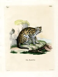 Leopardo nublado de Sunda