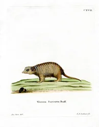 Suricata