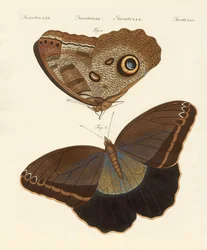 Mariposas de Surinam