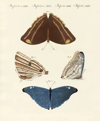 Mariposas de Surinam