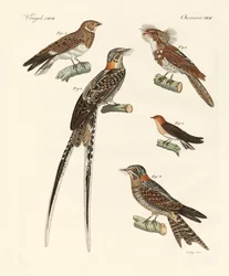 Aves parecidas a golondrinas