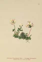 Rockjasmine de flor dulce (Androsace Chamaejasme)