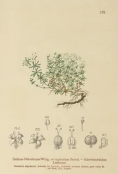 Hierba de cama suiza (Galium Helveticum, Galium rupicolum, Galium megalospermum)