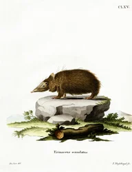 Tenrec sin cola