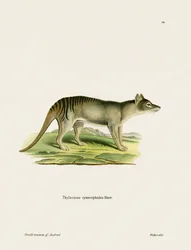 Tigre de Tasmania