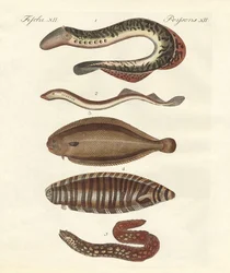 Peces sabrosos