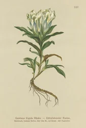 Genciana de Tauern (Gentiana frigida)