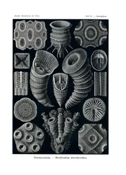 Tetracoralla, 1899-1904