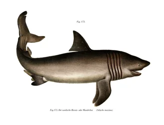 Tiburón peregrino
