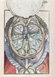 El cerebro, de Ophthalmodouleia por Georg Bartisch (1535-1636) publicado en Dresde en 1583
