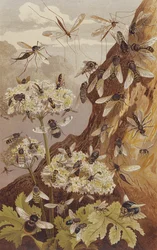 El dominio de las moscas, lámina de Brehms Tierleben: Allgemeine Kunde des Tierreichs, vol.9, p.493, publicado por Bibliographisches Institut, 1892