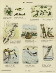 La Rana