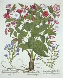 La maravilla de Perú y dos variedades de genciana, de Hortus Eystettensis, por Basil Besler (1561-1629), pub. 1613
