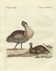 El casuario de Australia