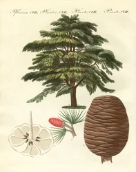 El cedro del Líbano