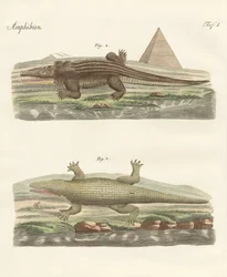 El cocodrilo