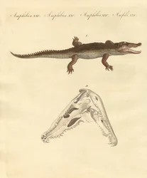 El cocodrilo de Santo Domingo
