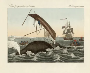 Los peligros de la pesca de ballenas