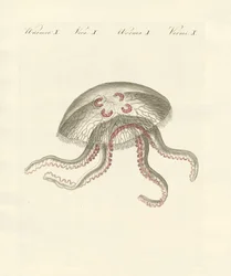La medusa orejuda