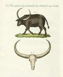 El búfalo gigante