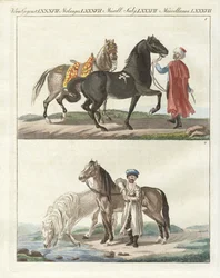 El caballo con sus diferentes tipos