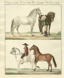 El caballo con sus diferentes tipos