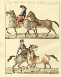 El caballo con sus diferentes tipos