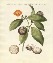 El árbol de mangostán