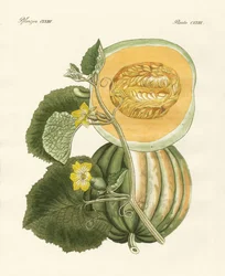 El melón