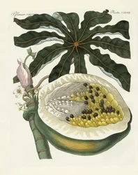 El árbol de melón o papaya