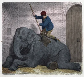 El aseo matutino del elefante Lilli. En “Wenn Jemand eine Reise thut, so kann er was erzahlen”, cuento alemán de Franz Wiedemann.