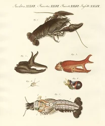El cangrejo de río desagradable