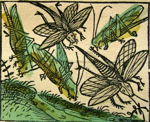 La plaga de langostas, publicado en la Crónica de Núremberg, 1493