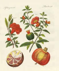 La granada