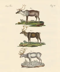 El reno