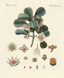 La clusia de color rosa
