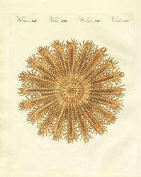 El erizo de mar en forma de estrella