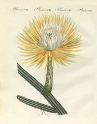 El espléndido cactus antorcha de flores grandes