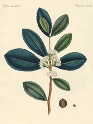 El té de Paraguay