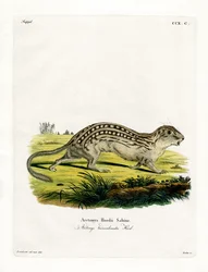 Ardilla terrestre de trece líneas