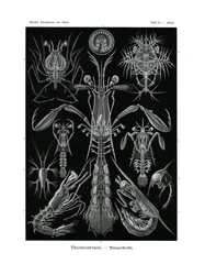 Thoracostraca