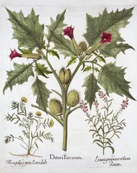 Estramonio, germander y linaria púrpura, de Hortus Eystettensis, por Basil Besler, pub. 1613