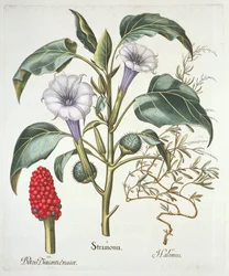 Manzana Espinosa, del Hortus Eystettensis de Basil Besler, publicado en 1613